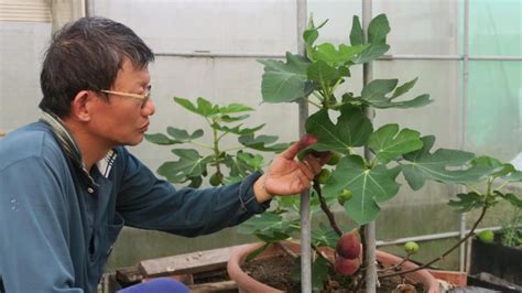 無花果 種|無花果種植教學 